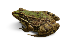 animals & Frog free transparent png image.