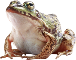 animals & Frog free transparent png image.