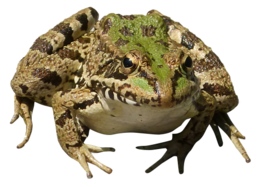 animals & frog free transparent png image.