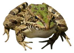 animals & Frog free transparent png image.