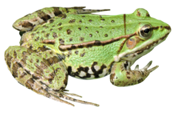 animals & frog free transparent png image.