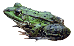 animals & frog free transparent png image.