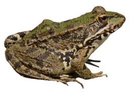 animals & frog free transparent png image.