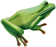 animals & frog free transparent png image.