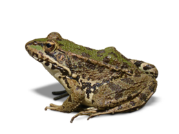 animals & Frog free transparent png image.