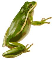 animals & Frog free transparent png image.