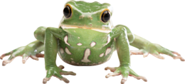 animals & Frog free transparent png image.