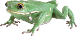 animals & Frog free transparent png image.