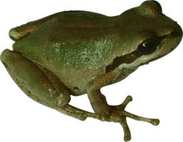 animals & frog free transparent png image.