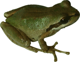 animals & Frog free transparent png image.