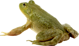 Frog&animals png image