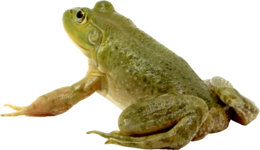 animals & frog free transparent png image.