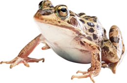 animals & frog free transparent png image.