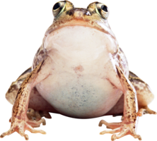 animals & Frog free transparent png image.