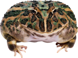 animals & Frog free transparent png image.