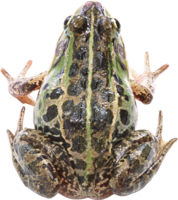 animals & Frog free transparent png image.