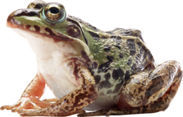 animals & frog free transparent png image.