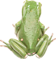 animals & Frog free transparent png image.