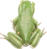 animals & frog free transparent png image.