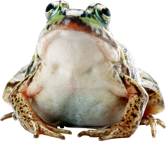 animals & frog free transparent png image.