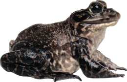 animals & frog free transparent png image.