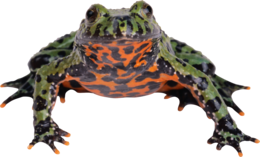 animals & Frog free transparent png image.