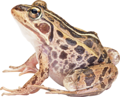 animals & Frog free transparent png image.