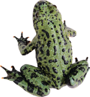 animals & Frog free transparent png image.