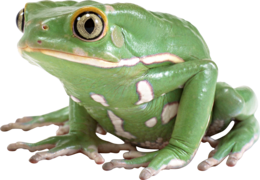 animals & Frog free transparent png image.