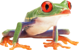 animals & frog free transparent png image.