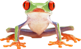 animals & frog free transparent png image.