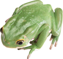 animals & frog free transparent png image.