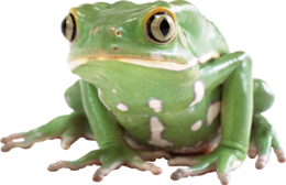 animals & Frog free transparent png image.