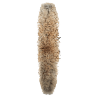 animals & Fur free transparent png image.