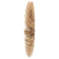 animals & fur free transparent png image.