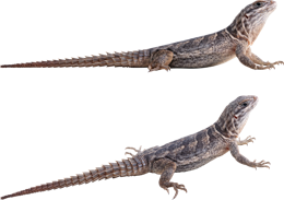 animals & gecko free transparent png image.