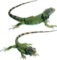 animals & gecko free transparent png image.