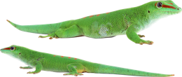 animals & gecko free transparent png image.