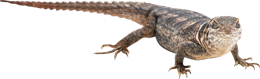 animals & gecko free transparent png image.