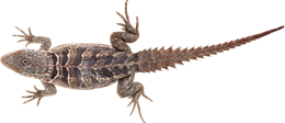 animals & gecko free transparent png image.