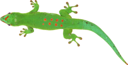 animals & Gecko free transparent png image.