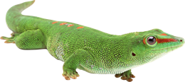 animals & gecko free transparent png image.