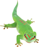 animals & gecko free transparent png image.