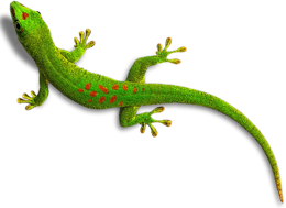 animals&Gecko png image.