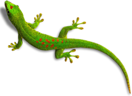 animals & gecko free transparent png image.