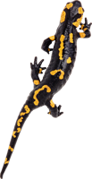 animals & gecko free transparent png image.