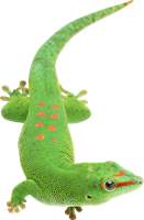 animals & Gecko free transparent png image.