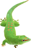 animals & gecko free transparent png image.