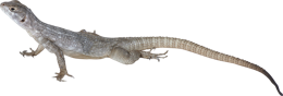 animals & Gecko free transparent png image.