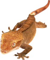 animals & gecko free transparent png image.